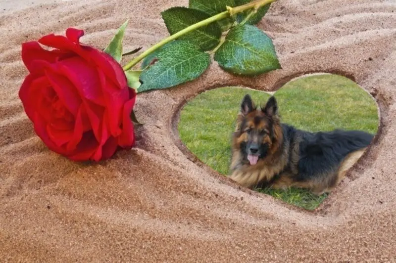 Condolence image of Mój Misiulek❤❤❤