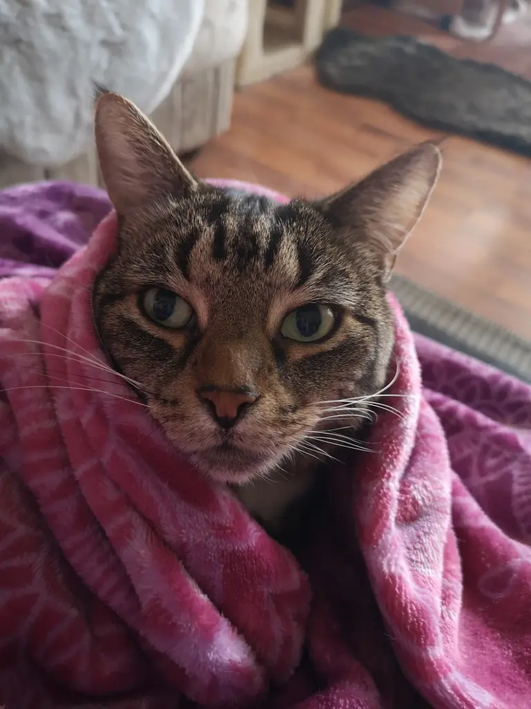 Condolence image of Shiva