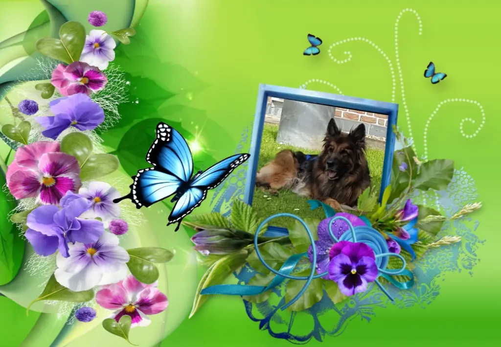 Condolence image of ❤❤❤Fur Misiu❤❤❤