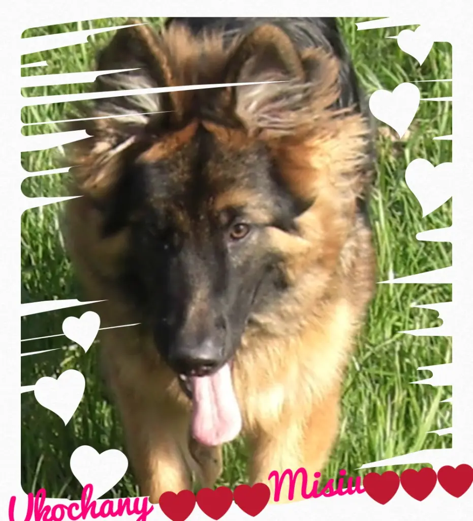 Condolence image of Mój Misiulek❤❤❤