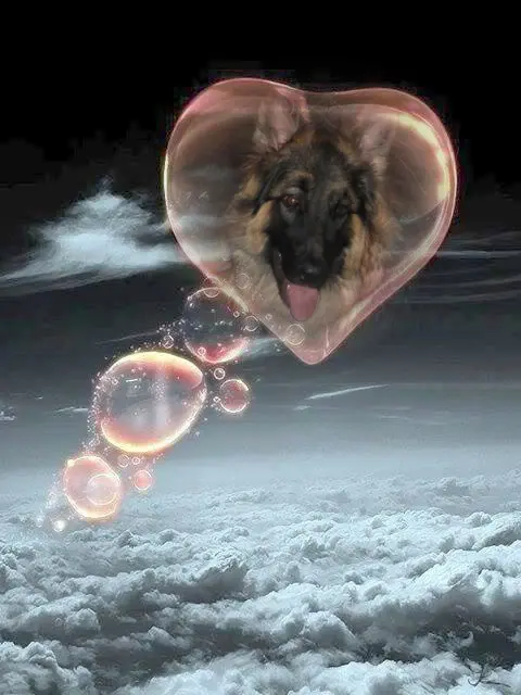 Condolence image of Mój Misiulek❤❤❤