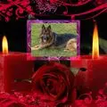 Condolence image of Kochany Misiu❤❤❤
