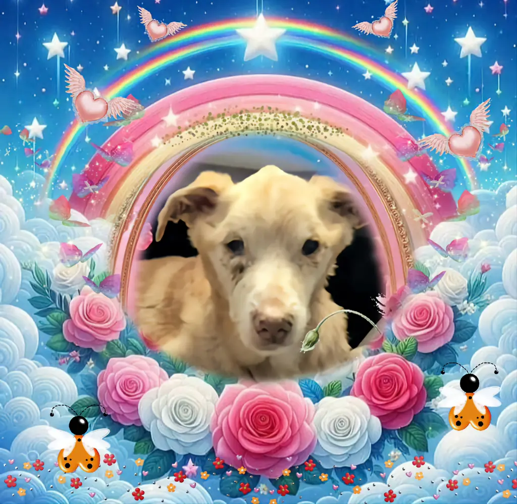Condolence image of Dobrej Nocki💙🩵💙Kochany❤️❤️❤️Nynusiu❤️⭐️🐕🫶🫶🫶💋💋💋