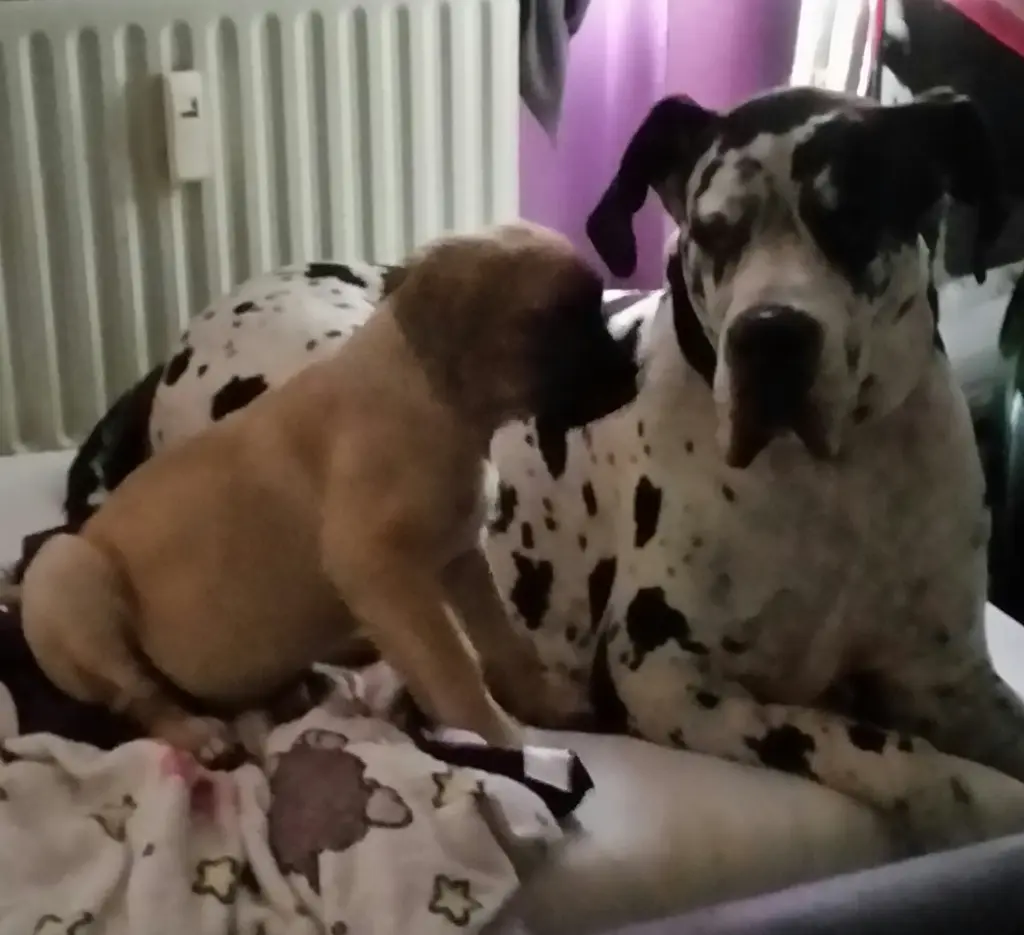 Condolence image of Daniela mit Sniper
