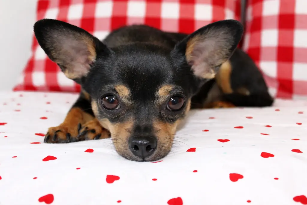 Condolence image of Alina