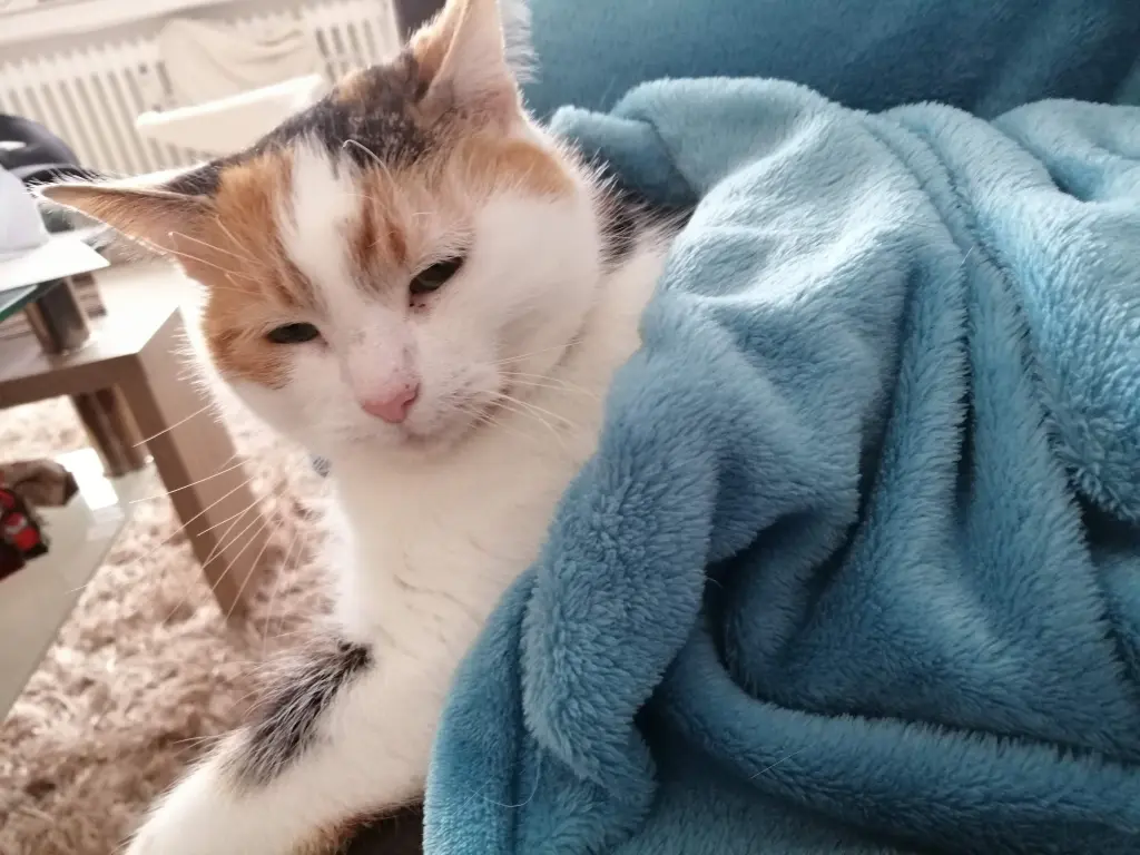 Image from Gismo