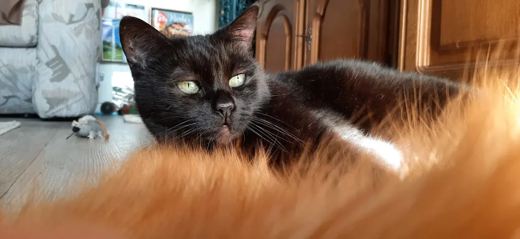 Bild von Merlie