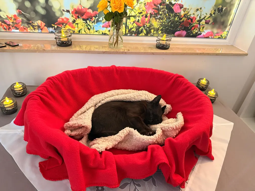 Condolence image of Anastasia & Bagira