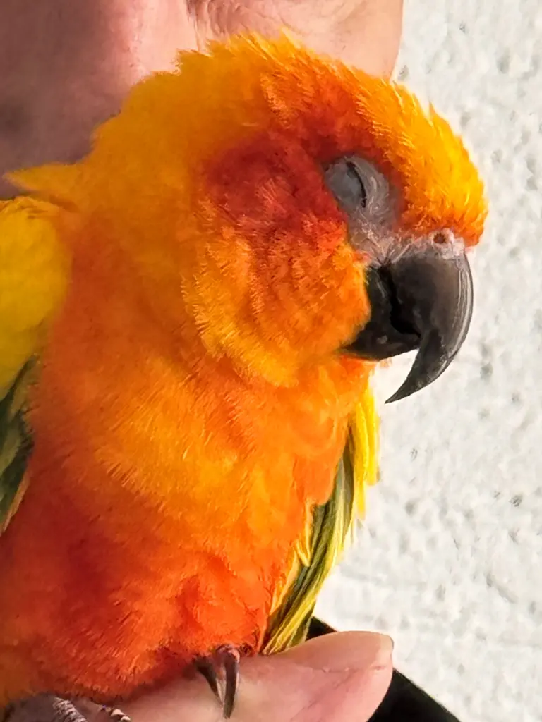 Image from Peaco