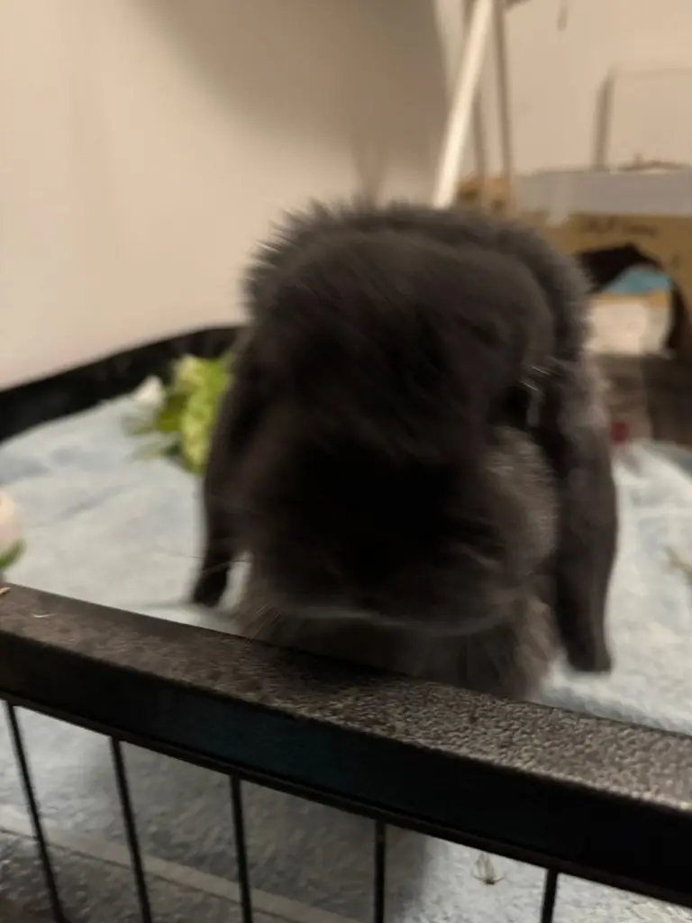 Bild von Simba
