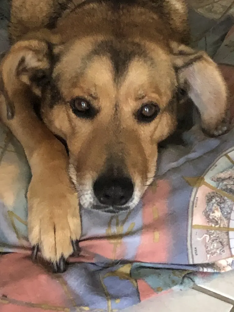 Unser Knick- und Stehohr, wir vermissen dich. 🐾❤️