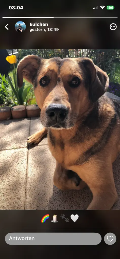Das Tapsen deiner Pfoten bleibt stets in unserer Erinnerung. 🐾❤️