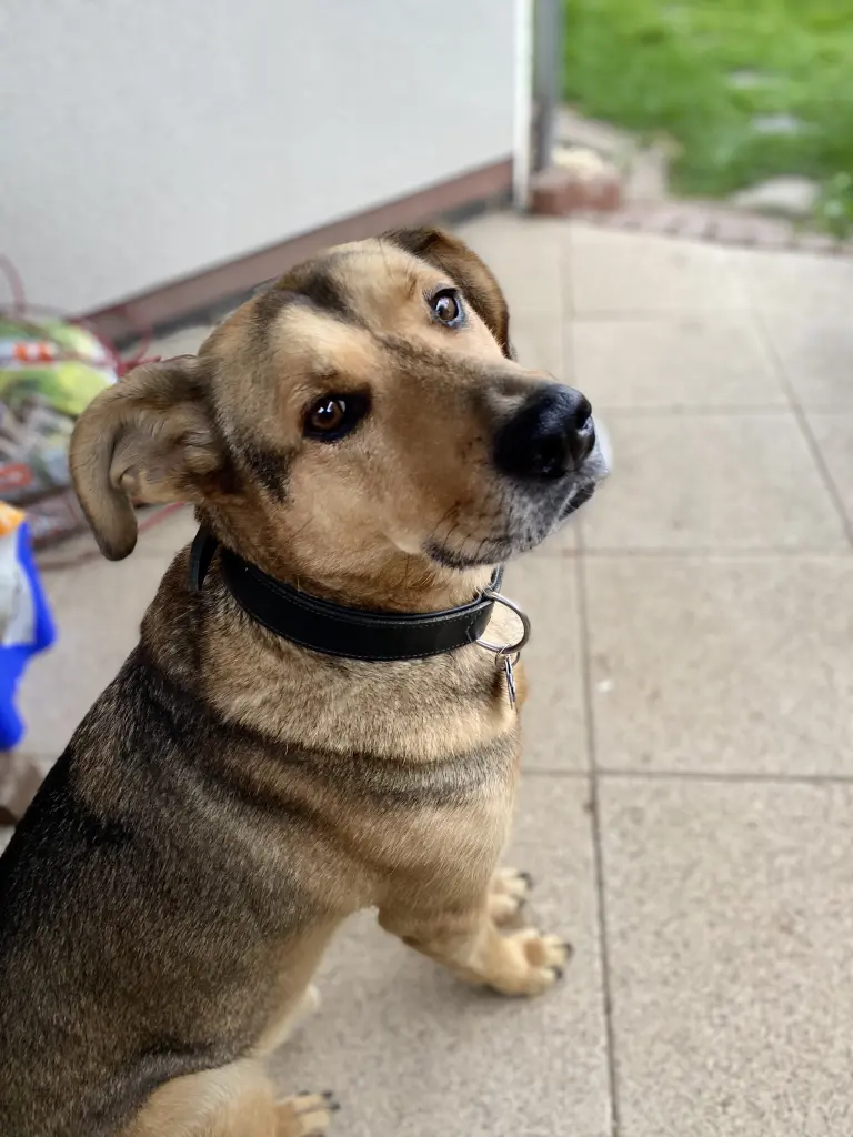 Wir vermissen dich unser geliebtes Schnüttchen. 🐾❤️