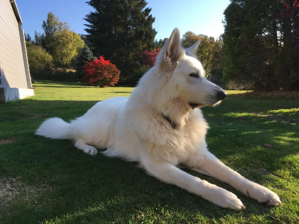 Condolence image of Dagmar