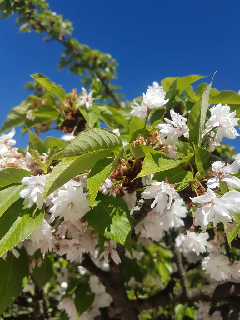 Andachtsbild von Béatrice Tertre