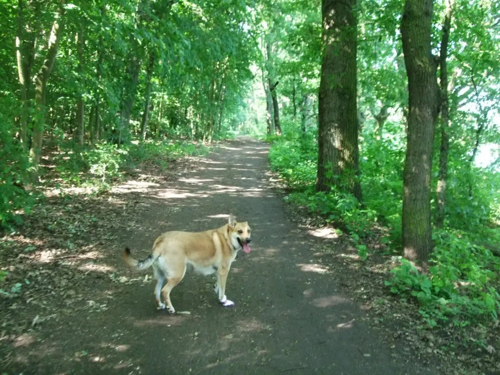 Luna in Tegeler Wald 2015