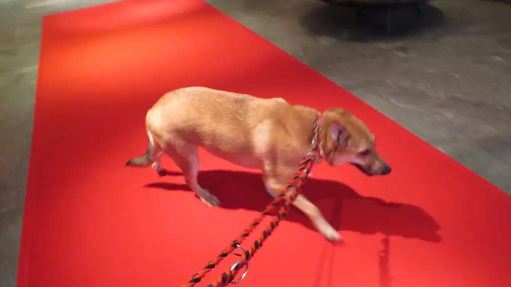 Luna - Rotten Tepich Berlinale 2019