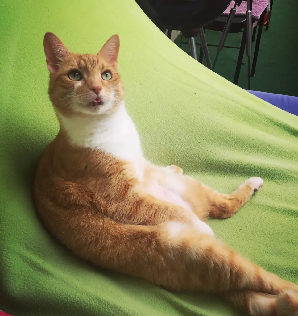 Image from Feliks