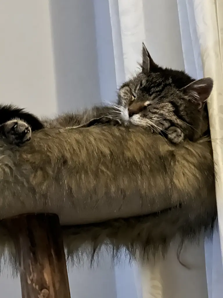 Condolence image of Andrea mit Mausi im ❤️