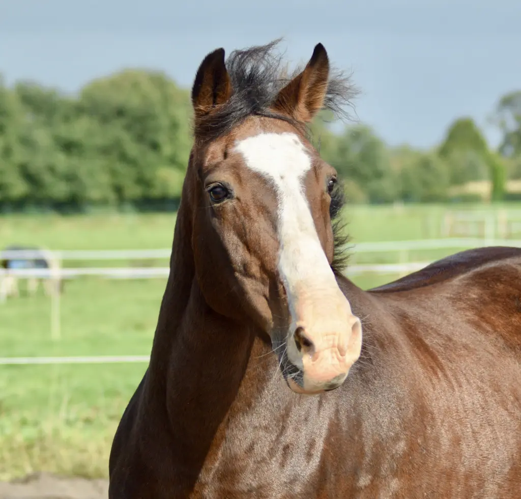 Bild von Bonnie