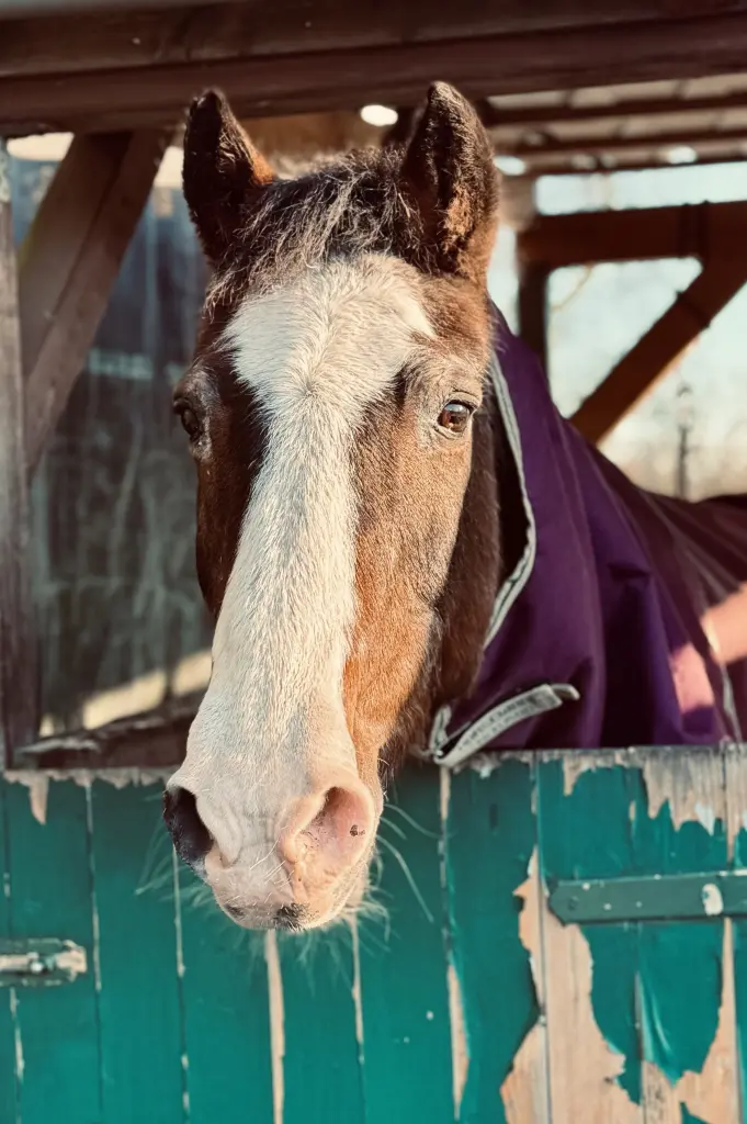Bild von Bonnie