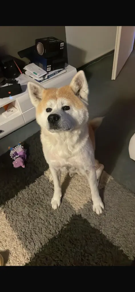 Image from Piccolino