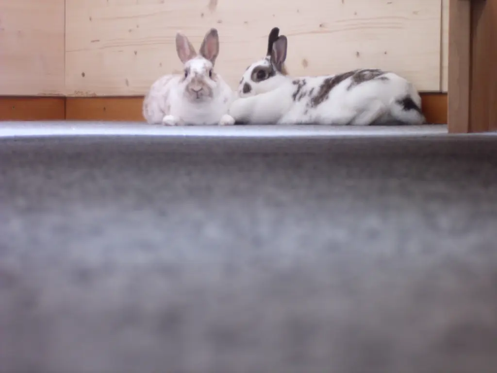 Image from Püppie