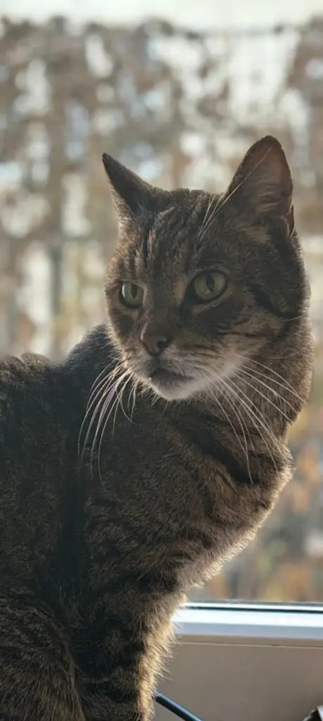 Bild von Muffin