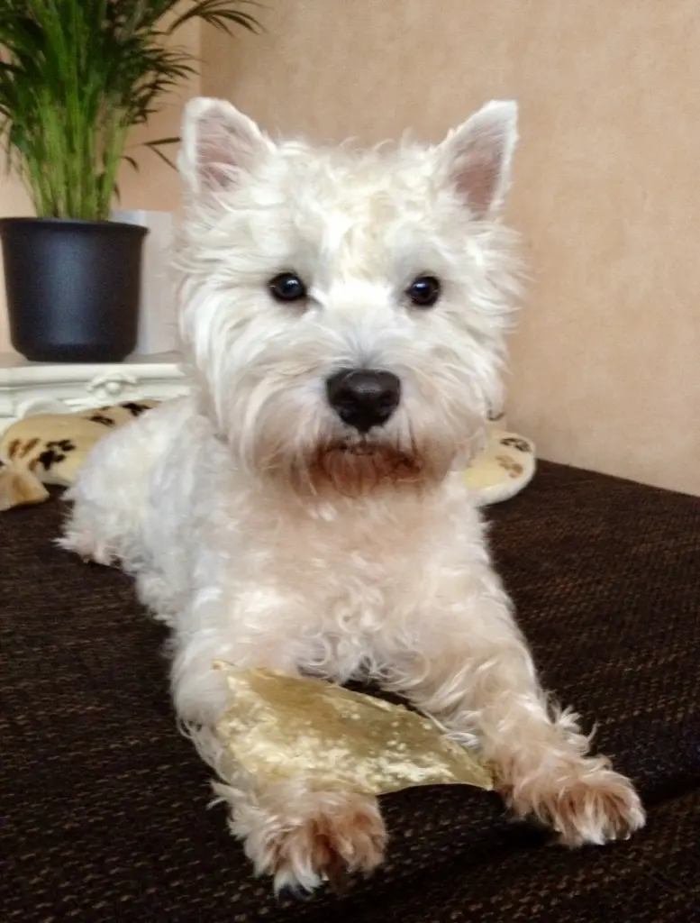 Image from Fritz Pecher