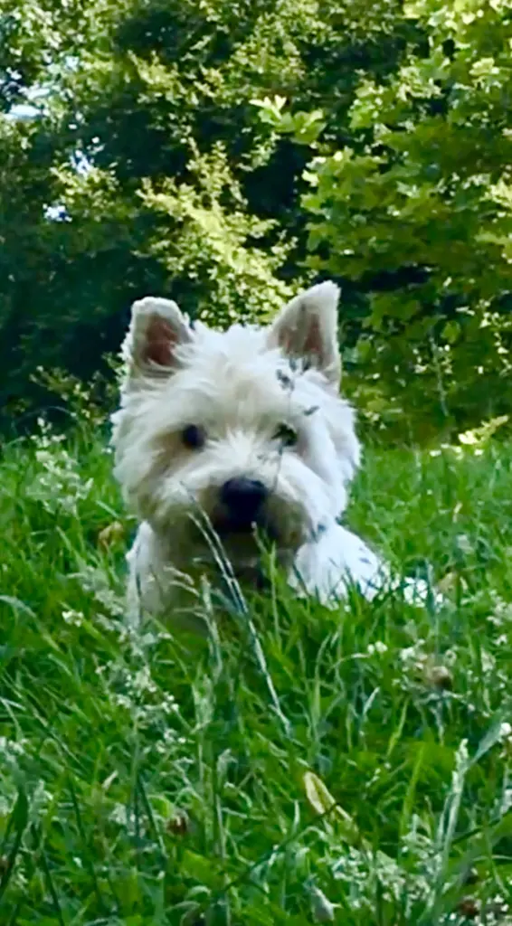 Image from Fritz Pecher