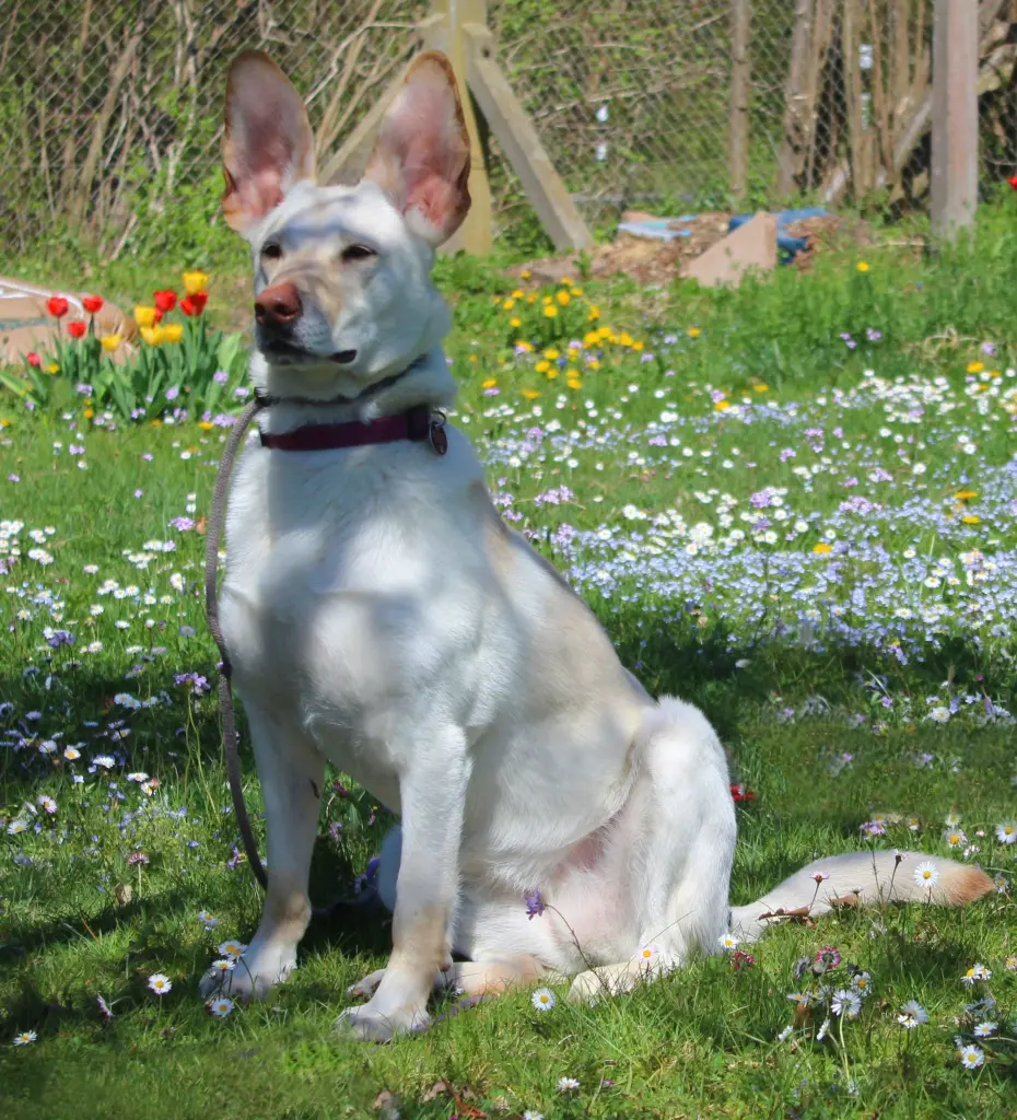 Bild von Bunny