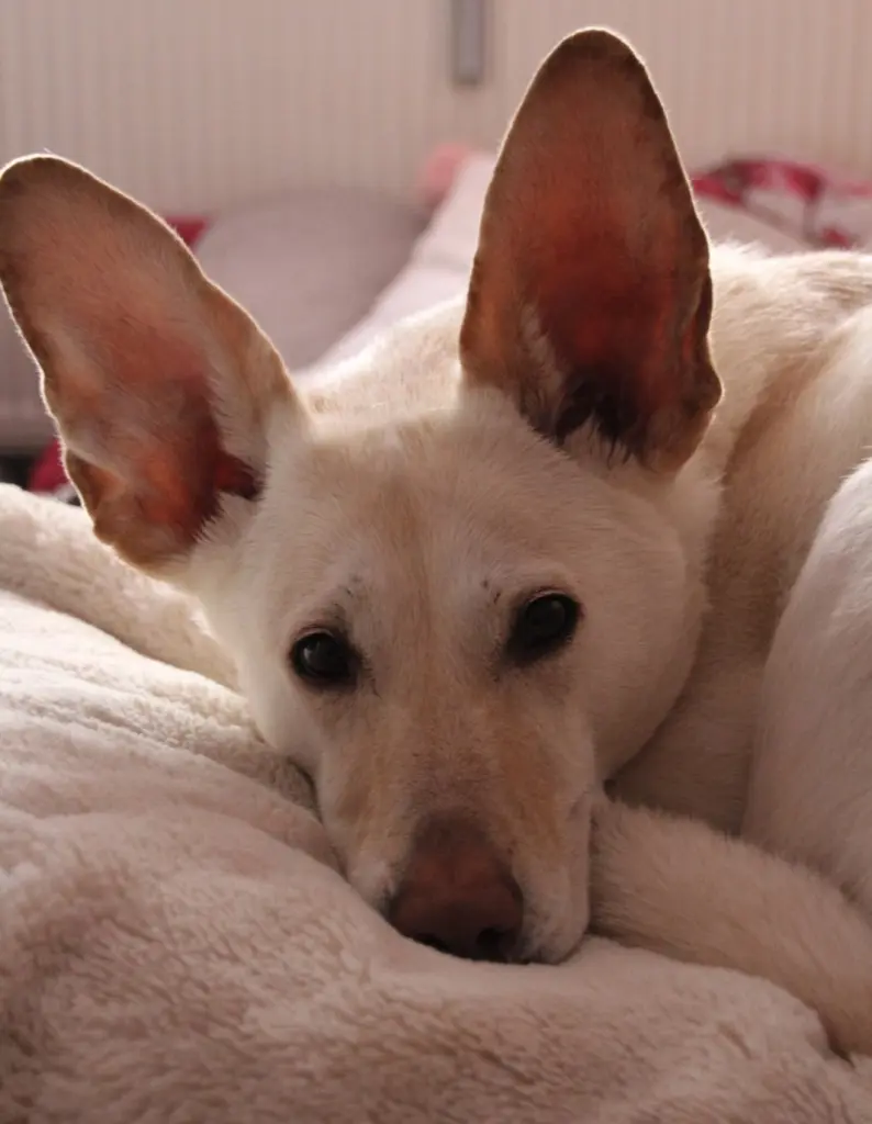 Bild von Bunny