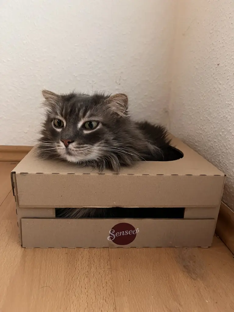 Bild von Nemo