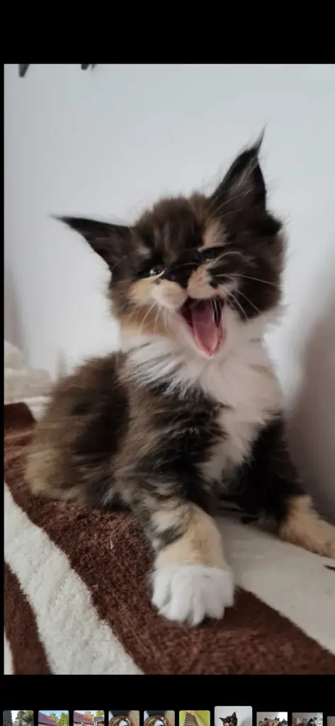 Luna mit 12 Wochen