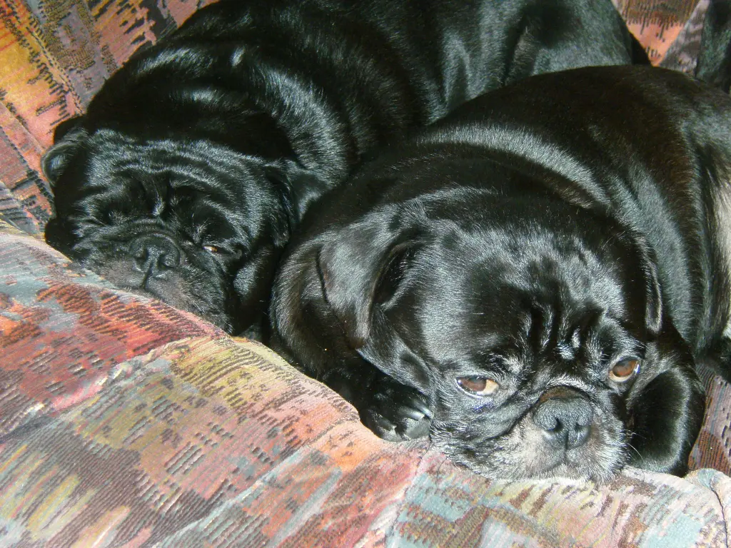 Condolence image of Cornelia mit Bruno & Barni im Herzen