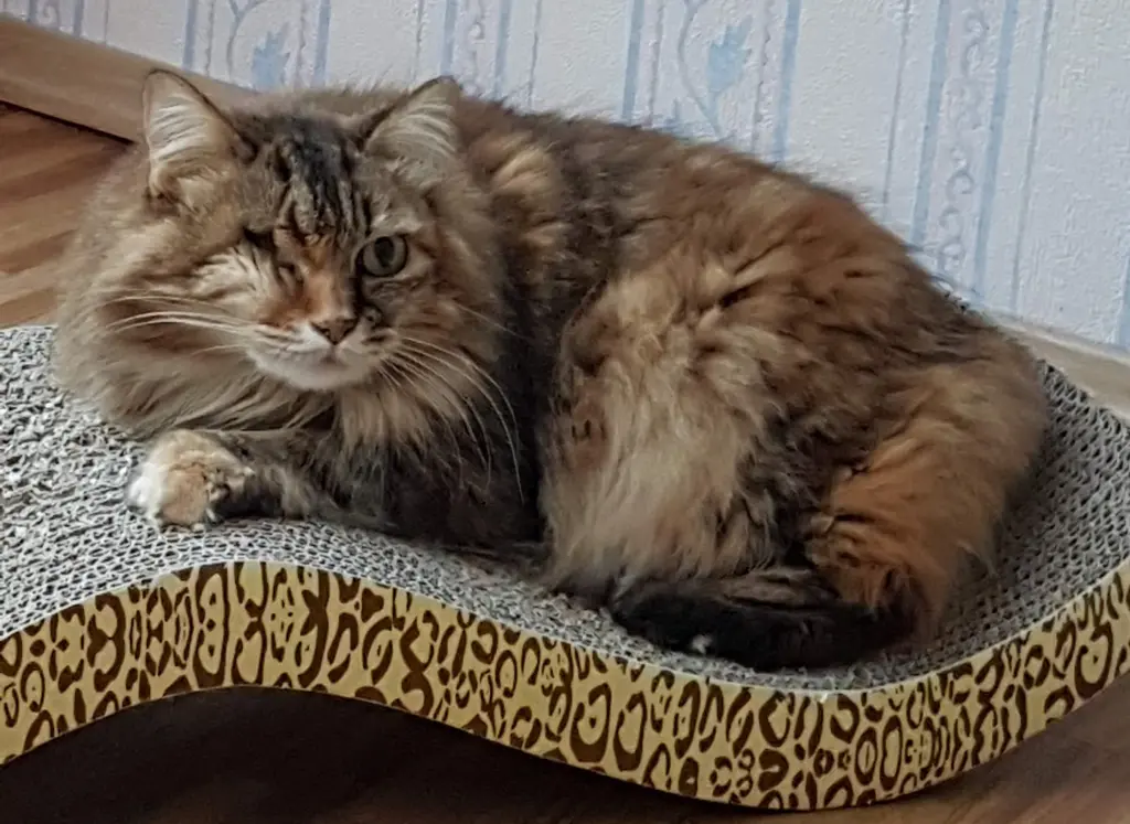 Bild von Zoe