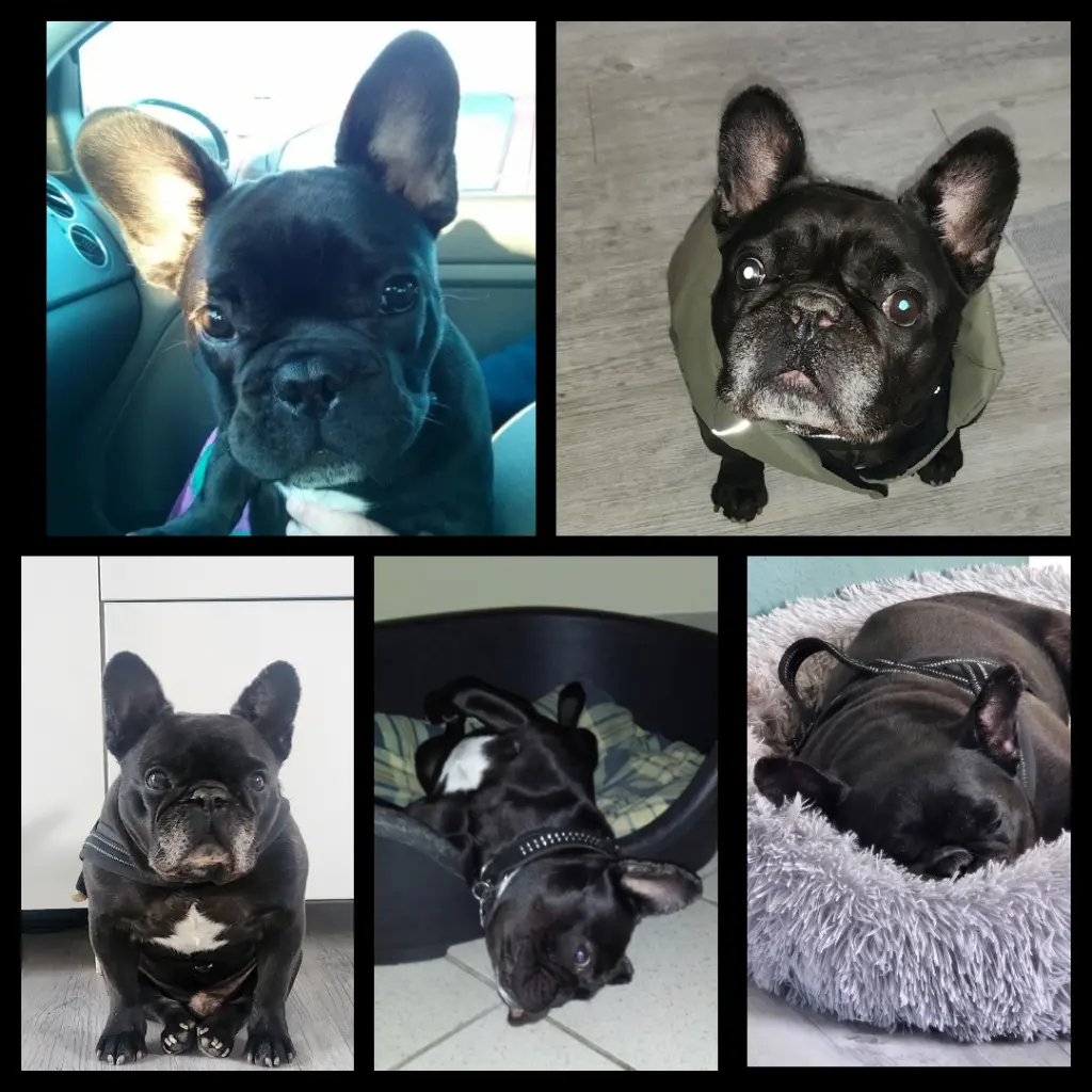 Bild von Brutus