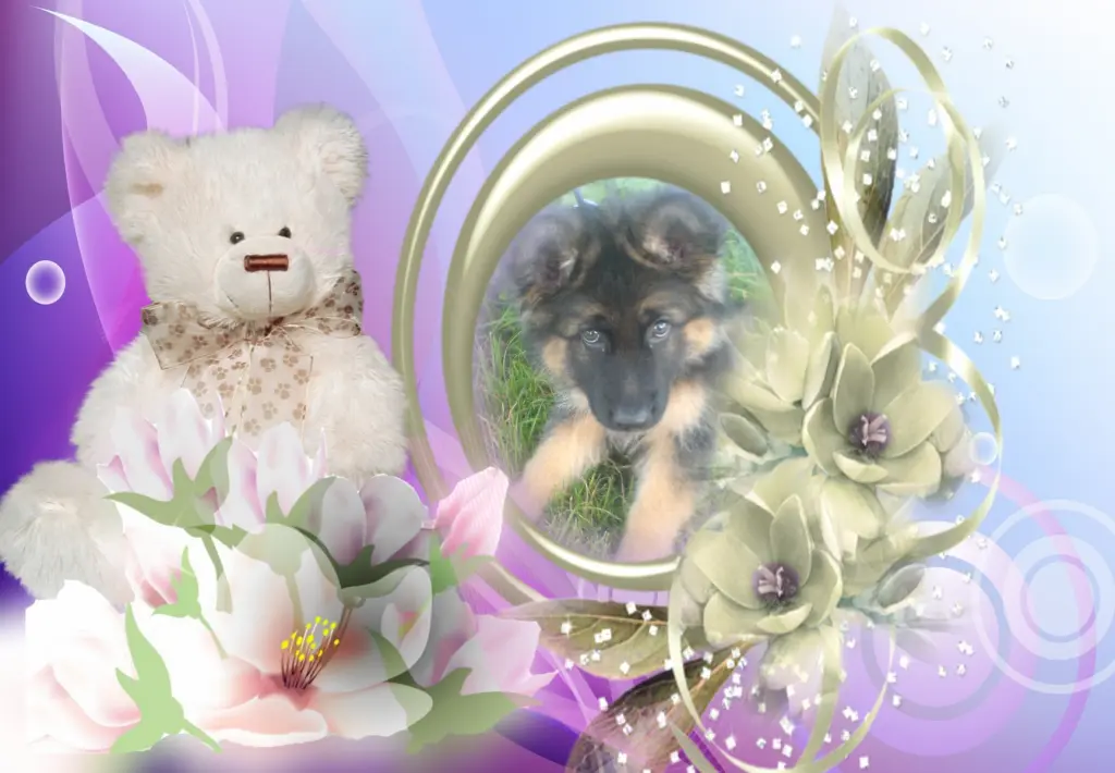 Condolence image of ❤❤❤Fur Misiu❤❤❤