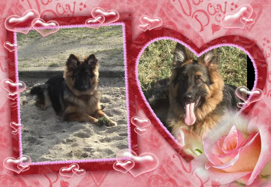 Condolence image of Klaudia mit Misiu❤❤❤