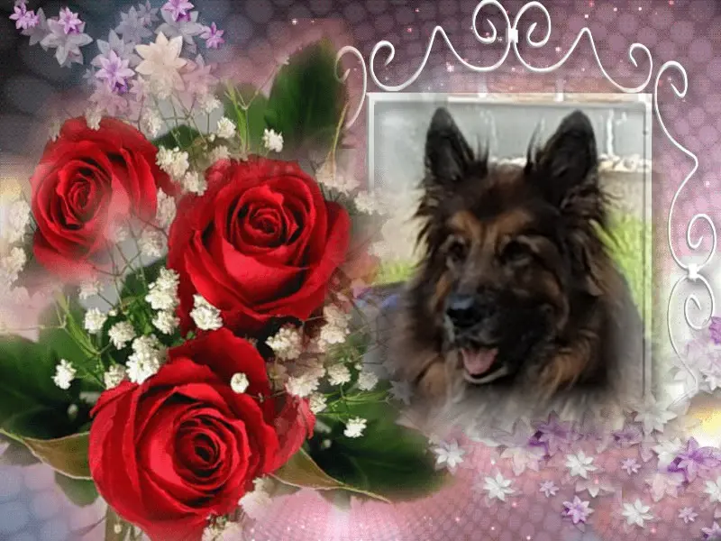 Condolence image of Mój Misiulek❤❤❤