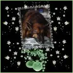 Condolence image of Kochany Misiu❤❤❤