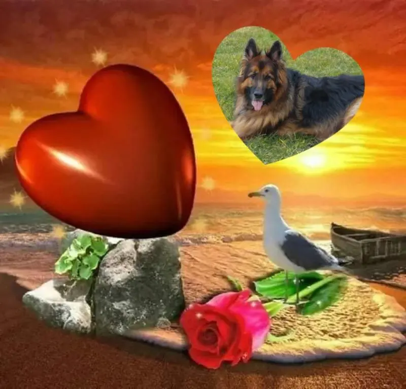 Condolence image of 3.Sternchen❤️❤️❤️Gedenktag❤️
