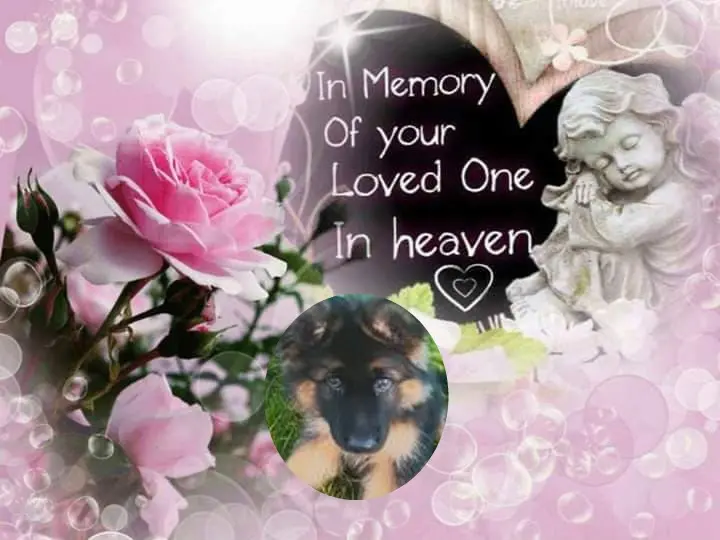 Condolence image of 4 Lata....BEZ CIEBIE❤️❤️❤️MISIEŃKU❤️❤️❤️
