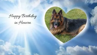Condolence image of 15.Urodzinki❤️❤️❤️❤️❤️❤️❤️❤️❤️❤️❤️❤️❤️❤️❤️mojego Misia❤️❤️❤️