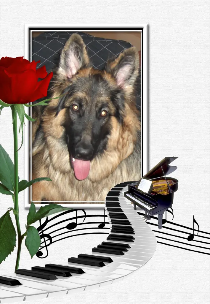Condolence image of Klaudia dla Misiulka❤❤❤