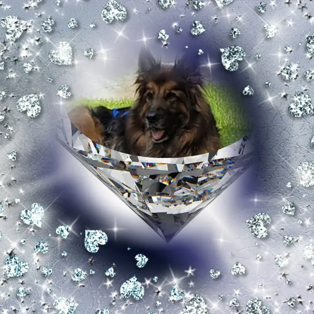 Condolence image of Mój Misiulek❤❤❤