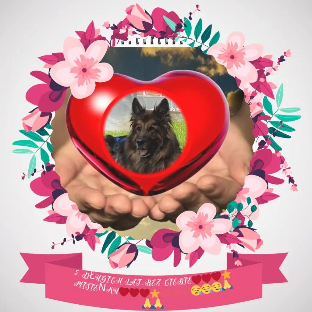 Condolence image of 5.Lat.......BEZ CIEBIE❤️❤️❤️⭐️MISIEŃKU❤️❤️❤️⭐️