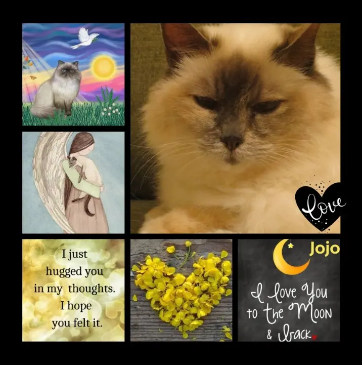 Andachtsbild von Goldene Rosen für Jojo