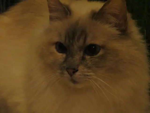 Andachtsbild von für Jojo zum 26. Geburtstag