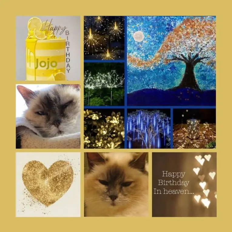 Andachtsbild von Nachträgliche Geburtstagsrosen für Jojo